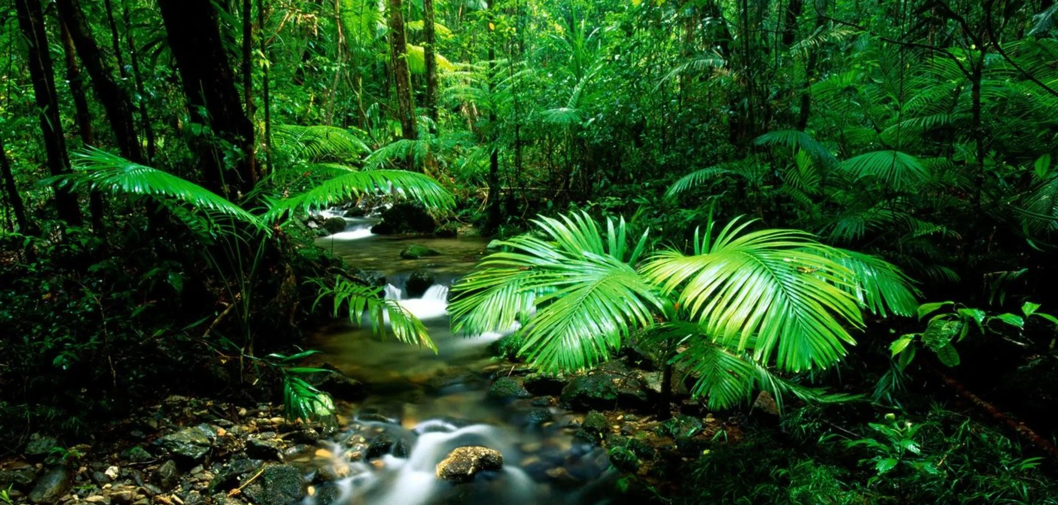 Daintree rainforest